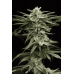 Семена Humboldt seeds Lingerie feminized - цены, описание в интернет-магазине Dutch Seeds