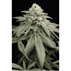 Humboldt seeds Purple Matcha feminized