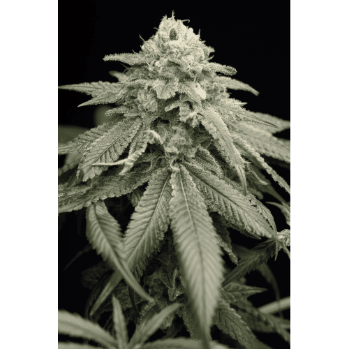 Семена Humboldt seeds Purple Matcha feminized - цены, описание в интернет-магазине Dutch Seeds