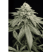 Семена Humboldt seeds Purple Matcha feminized - цены, описание в интернет-магазине Dutch Seeds