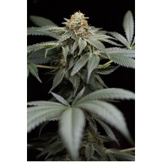 Humboldt seeds San Bacio Gelato feminized