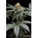 Семена Humboldt seeds San Bacio Gelato feminized - цены, описание в интернет-магазине Dutch Seeds