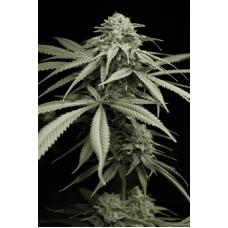 Humboldt seeds Sunrise Sherbert feminized