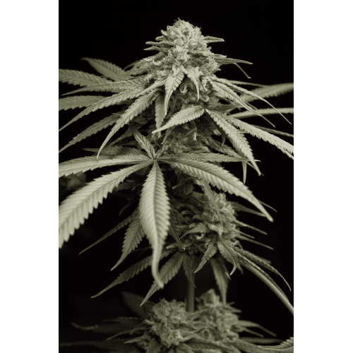 Семена Humboldt seeds Sunrise Sherbert feminized - цены, описание в интернет-магазине Dutch Seeds