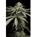 Семена Humboldt seeds Sunrise Sherbert feminized - цены, описание в интернет-магазине Dutch Seeds