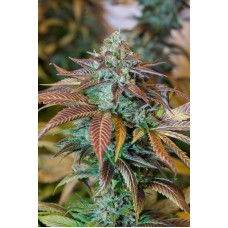 Humboldt seeds Lemon Kush Headband feminized