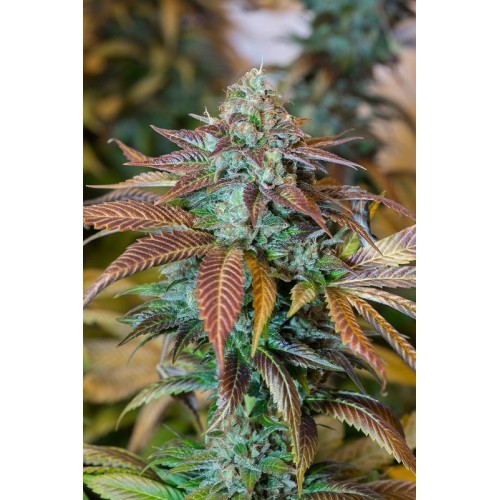 Семена Humboldt seeds Lemon Kush Headband feminized - цены, описание в интернет-магазине Dutch Seeds