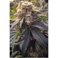 Humboldt seeds Lost Coast Hashplant feminized