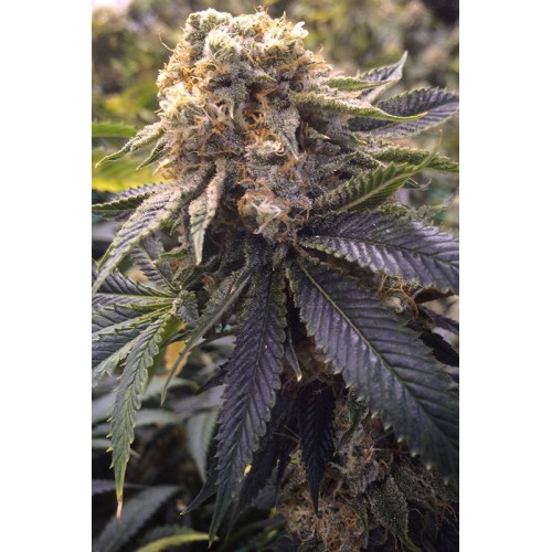 Семена Humboldt seeds Lost Coast Hashplant feminized - цены, описание в интернет-магазине Dutch Seeds