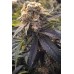 Семена Humboldt seeds Lost Coast Hashplant feminized - цены, описание в интернет-магазине Dutch Seeds