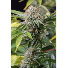 Humboldt seeds Mango Sapphire feminized