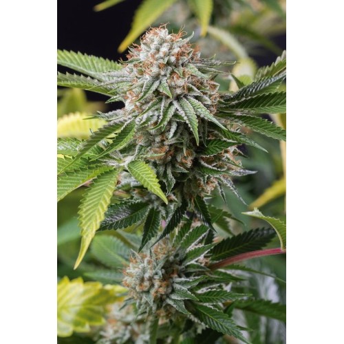 Семена Humboldt seeds Mango Sapphire feminized - цены, описание в интернет-магазине Dutch Seeds