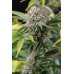 Семена Humboldt seeds Mango Sapphire feminized - цены, описание в интернет-магазине Dutch Seeds