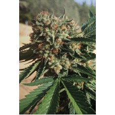 Humboldt seeds Sapphire OG feminized