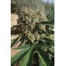 Семена Humboldt seeds Sapphire OG feminized - цены, описание в интернет-магазине Dutch Seeds