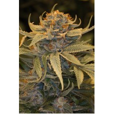 Humboldt seeds Lost Coast OG feminized