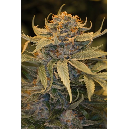 Семена Humboldt seeds Lost Coast OG feminized - цены, описание в интернет-магазине Dutch Seeds