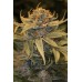 Семена Humboldt seeds Lost Coast OG feminized - цены, описание в интернет-магазине Dutch Seeds