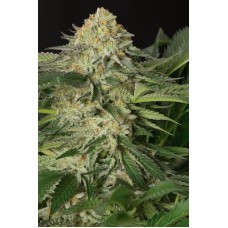 Humboldt seeds Lemon Garlic OG feminized