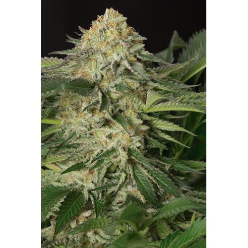 Семена Humboldt seeds Lemon Garlic OG feminized - цены, описание в интернет-магазине Dutch Seeds