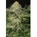 Семена Humboldt seeds Lemon Garlic OG feminized - цены, описание в интернет-магазине Dutch Seeds