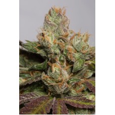 Humboldt seeds 707 Truthband by Emerald Mountain feminized