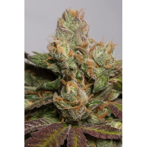 Семена Humboldt seeds 707 Truthband by Emerald Mountain feminized - цены, описание в интернет-магазине Dutch Seeds