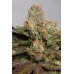 Семена Humboldt seeds 707 Truthband by Emerald Mountain feminized - цены, описание в интернет-магазине Dutch Seeds