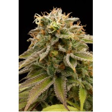 Humboldt seeds Lemon Thai Kush feminized