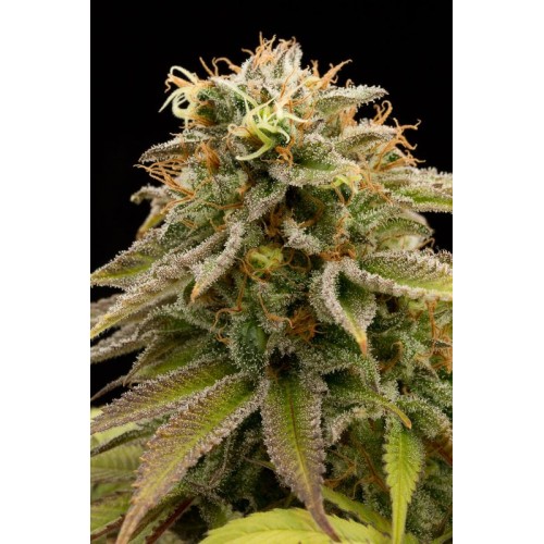 Семена Humboldt seeds Lemon Thai Kush feminized - цены, описание в интернет-магазине Dutch Seeds