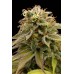 Семена Humboldt seeds Lemon Thai Kush feminized - цены, описание в интернет-магазине Dutch Seeds