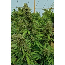 Humboldt seeds Chemdawg feminized