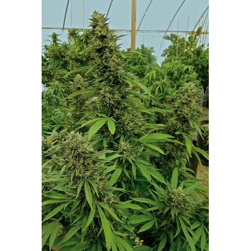 Семена Humboldt seeds Chemdawg feminized - цены, описание в интернет-магазине Dutch Seeds