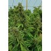 Семена Humboldt seeds Chemdawg feminized - цены, описание в интернет-магазине Dutch Seeds