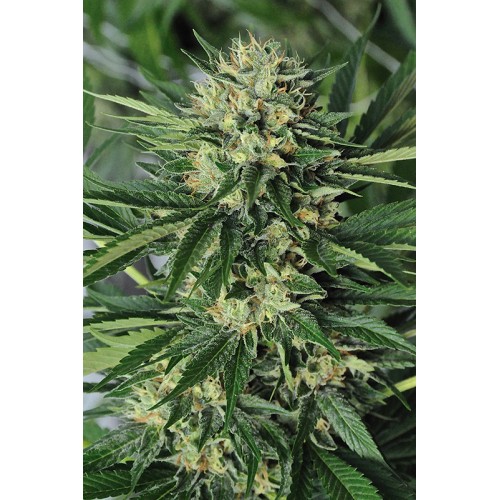 Семена Humboldt seeds Dr Greenthumb’s Em-Dog feminized - цены, описание в интернет-магазине Dutch Seeds