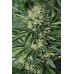 Семена Humboldt seeds Dr Greenthumb’s Em-Dog feminized - цены, описание в интернет-магазине Dutch Seeds