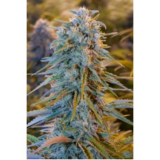 Humboldt seeds Blue Dream feminized