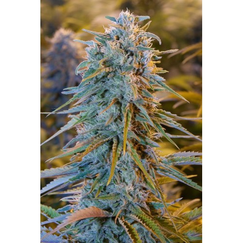 Семена Humboldt seeds Blue Dream feminized - цены, описание в интернет-магазине Dutch Seeds