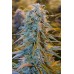 Семена Humboldt seeds Blue Dream feminized - цены, описание в интернет-магазине Dutch Seeds