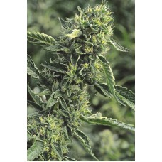 Humboldt seeds OG Kush feminized