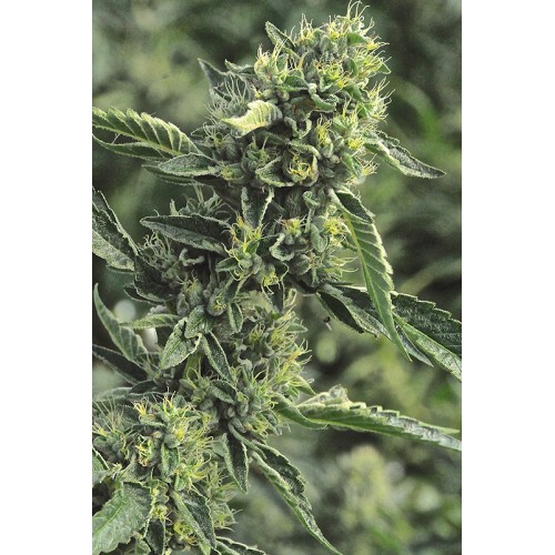 Семена Humboldt seeds OG Kush feminized - цены, описание в интернет-магазине Dutch Seeds