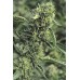 Семена Humboldt seeds OG Kush feminized - цены, описание в интернет-магазине Dutch Seeds