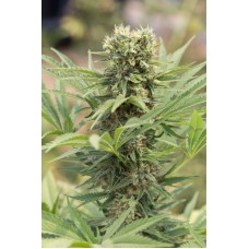 Humboldt seeds Dedoverde Haze feminized