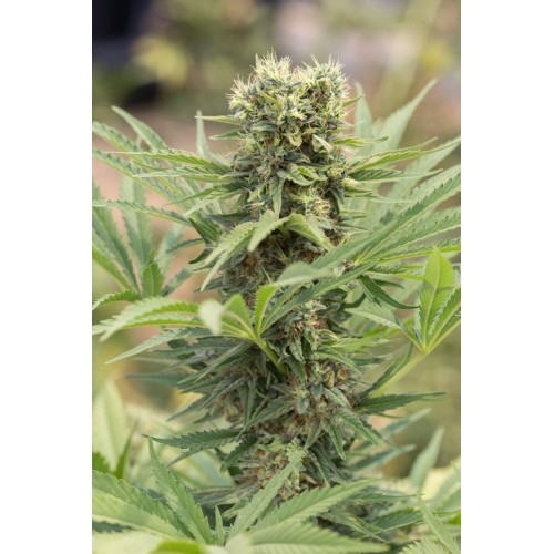 Семена Humboldt seeds Dedoverde Haze feminized - цены, описание в интернет-магазине Dutch Seeds