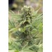 Семена Humboldt seeds Dedoverde Haze feminized - цены, описание в интернет-магазине Dutch Seeds