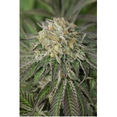 Humboldt seeds Amherst Sour Diesel feminized