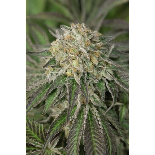 Семена Humboldt seeds Amherst Sour Diesel feminized - цены, описание в интернет-магазине Dutch Seeds