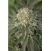 Семена Humboldt seeds Amherst Sour Diesel feminized - цены, описание в интернет-магазине Dutch Seeds