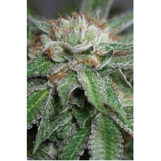 Humboldt seeds Bubba Kush feminized