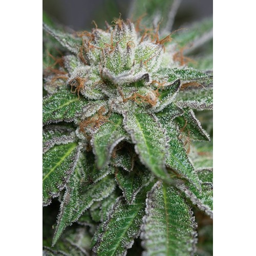 Семена Humboldt seeds Bubba Kush Regular - цены, описание в интернет-магазине Dutch Seeds